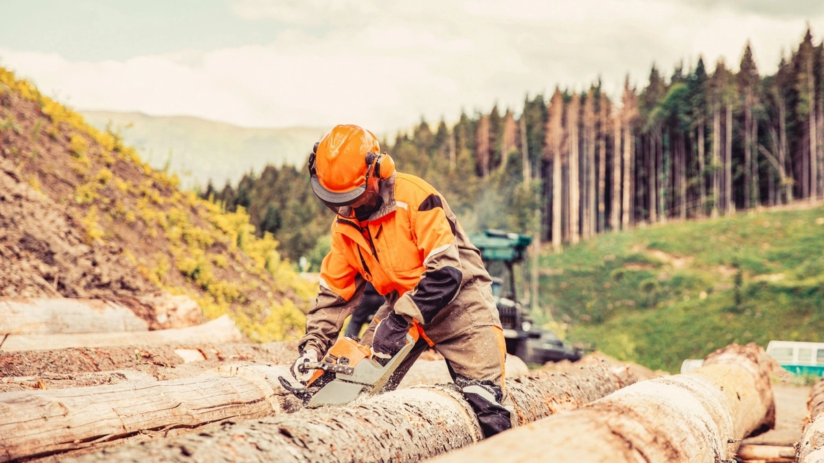 Forestry Jobs | Leveraging Natural Resources for National Prosperity